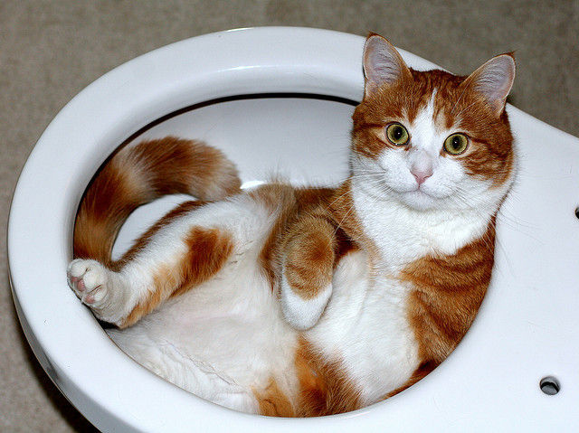 kissa vessanpöntössä