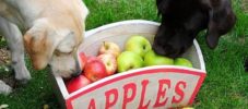 koirille sopivat hedelmät